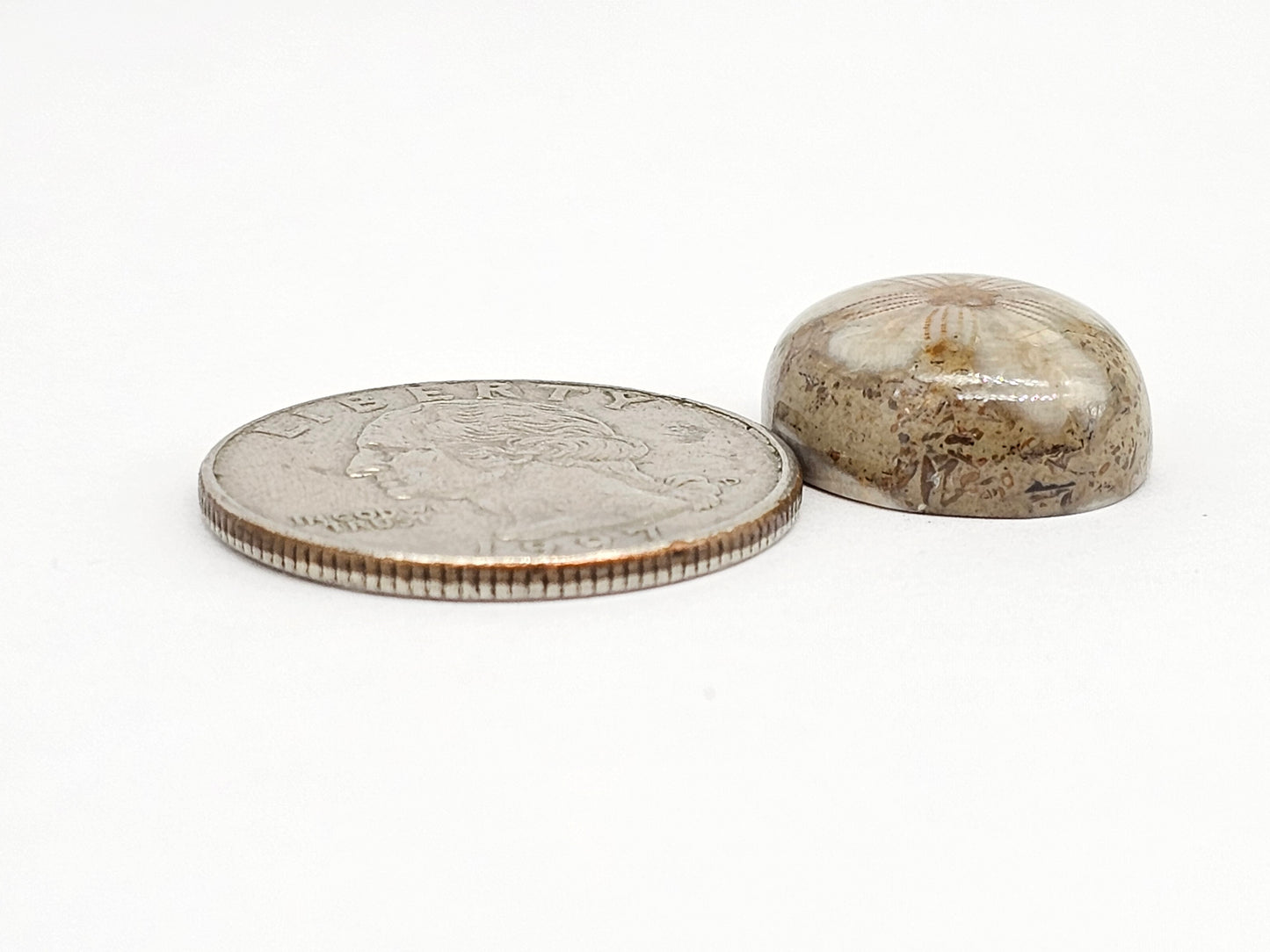 Sand Dollar Fossil - Medium