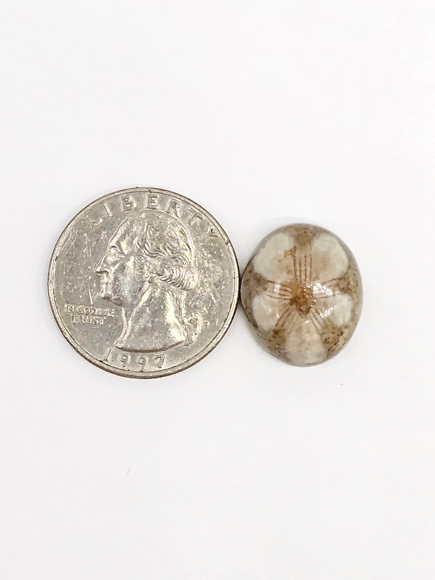 Sand Dollar Fossil - Medium