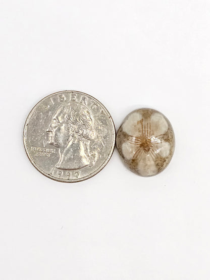 Sand Dollar Fossil - Medium