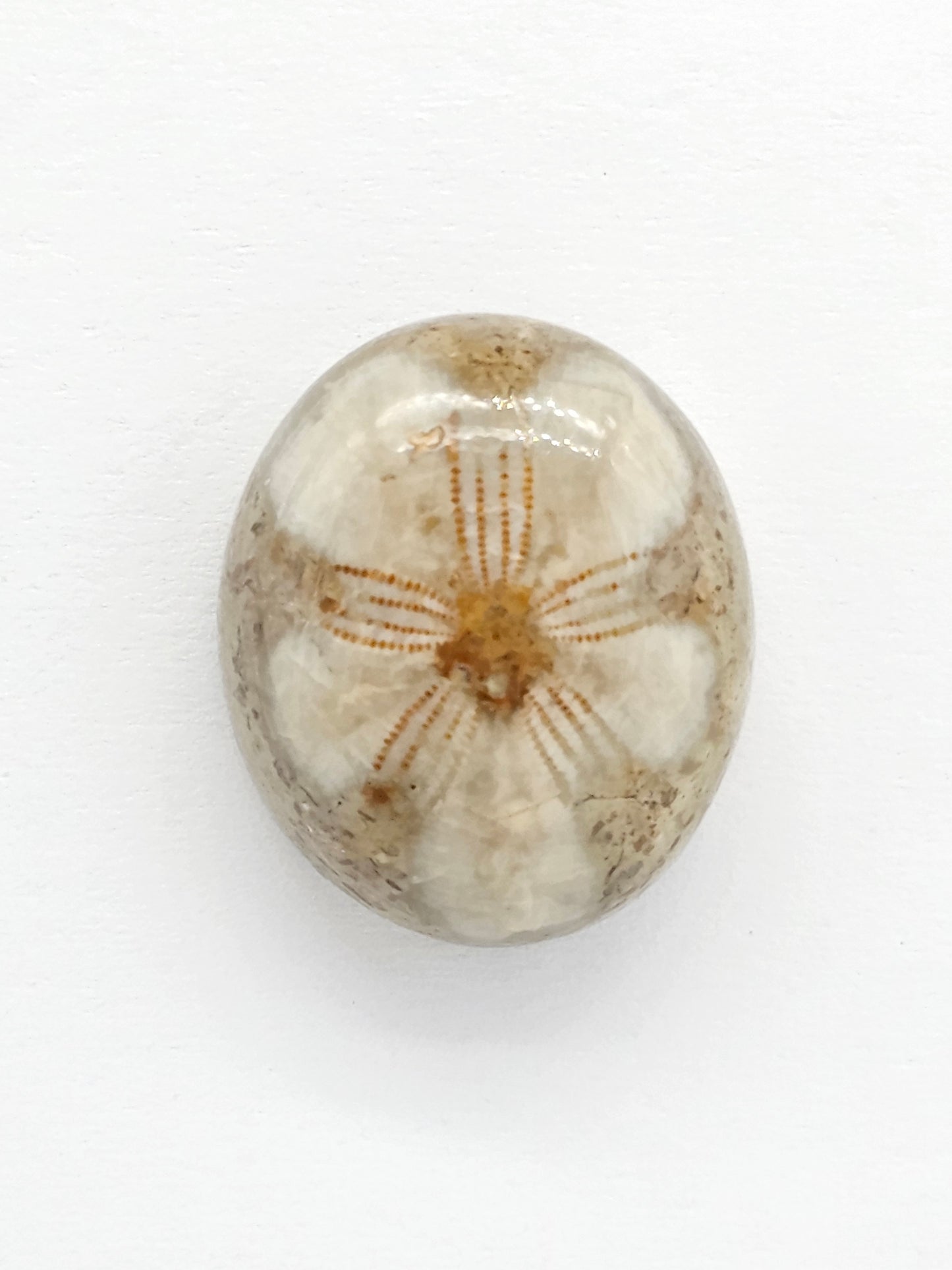 Sand Dollar Fossil - Medium