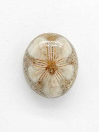 Sand Dollar Fossil - Medium
