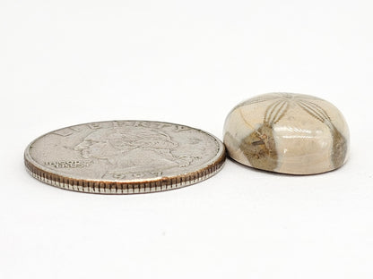 Sand Dollar Fossil - Medium