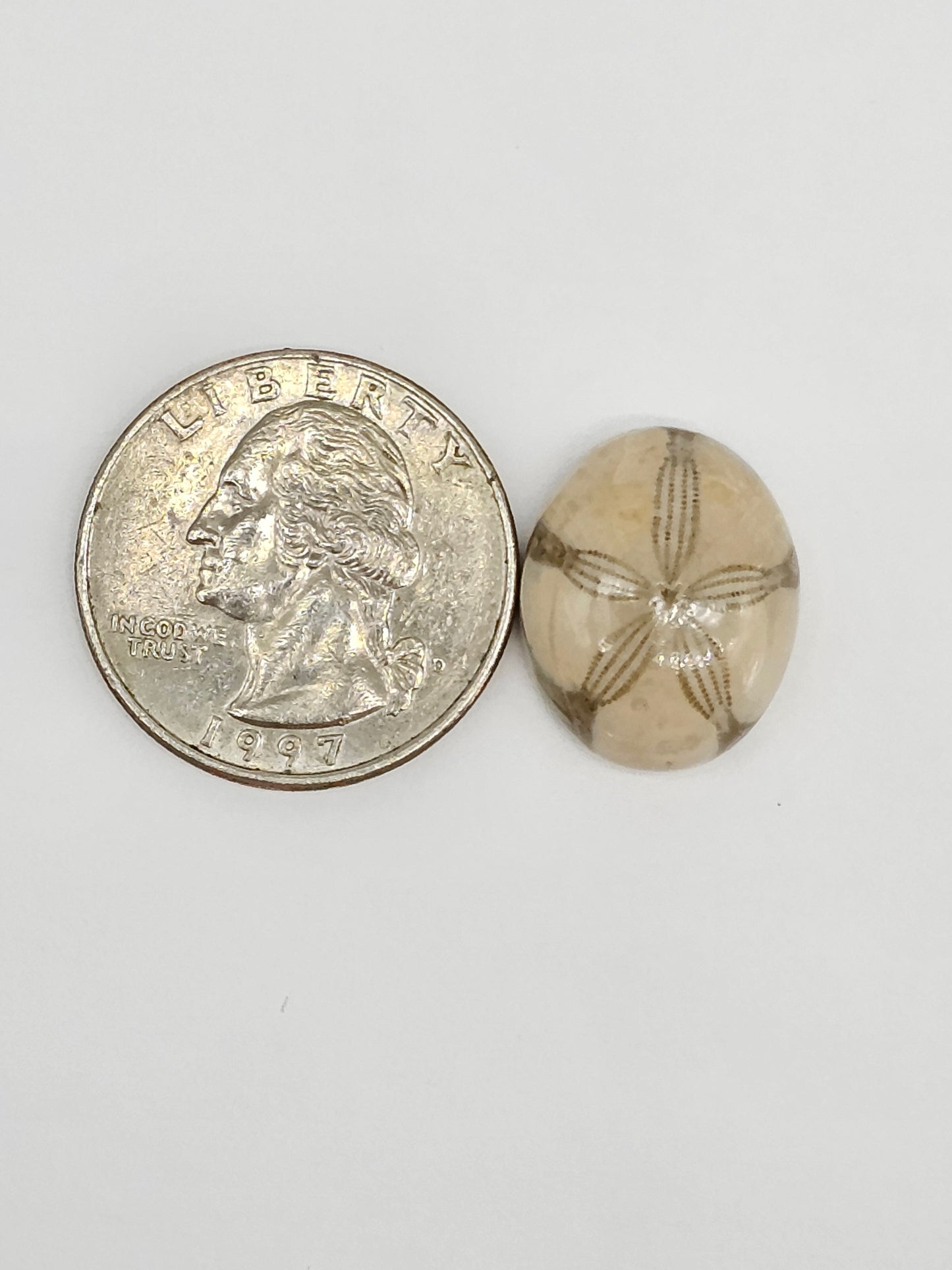 Sand Dollar Fossil - Medium