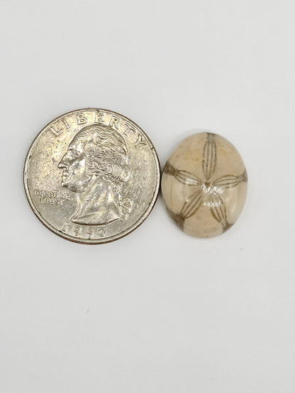 Sand Dollar Fossil - Medium