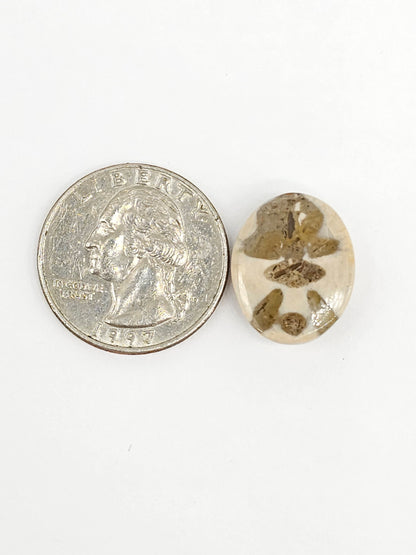 Sand Dollar Fossil - Medium