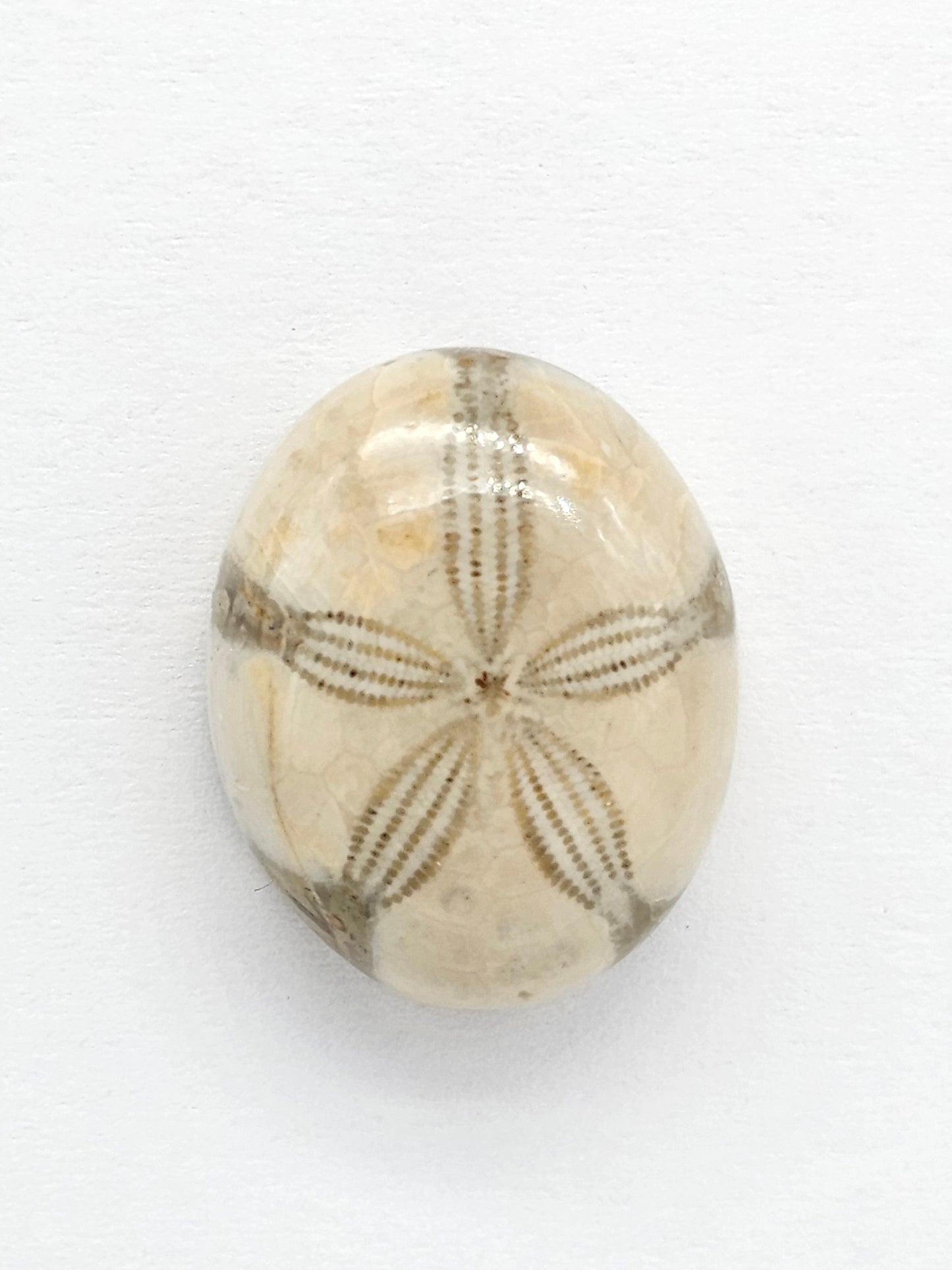 Sand Dollar Fossil - Medium