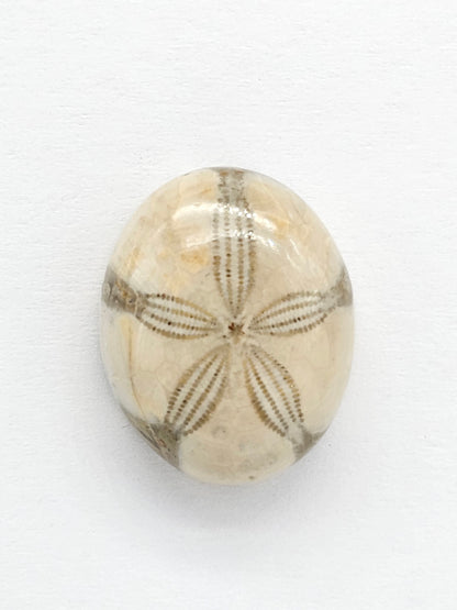 Sand Dollar Fossil - Medium