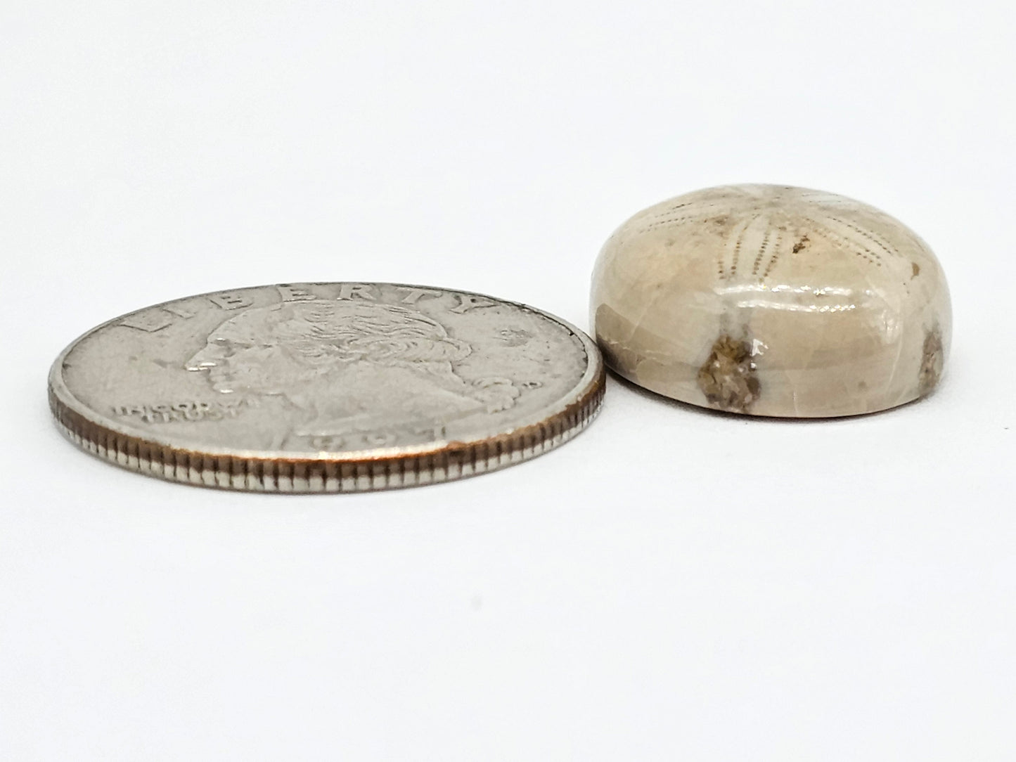 Sand Dollar Fossil - Medium