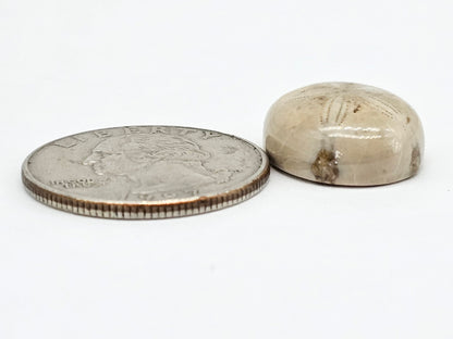 Sand Dollar Fossil - Medium