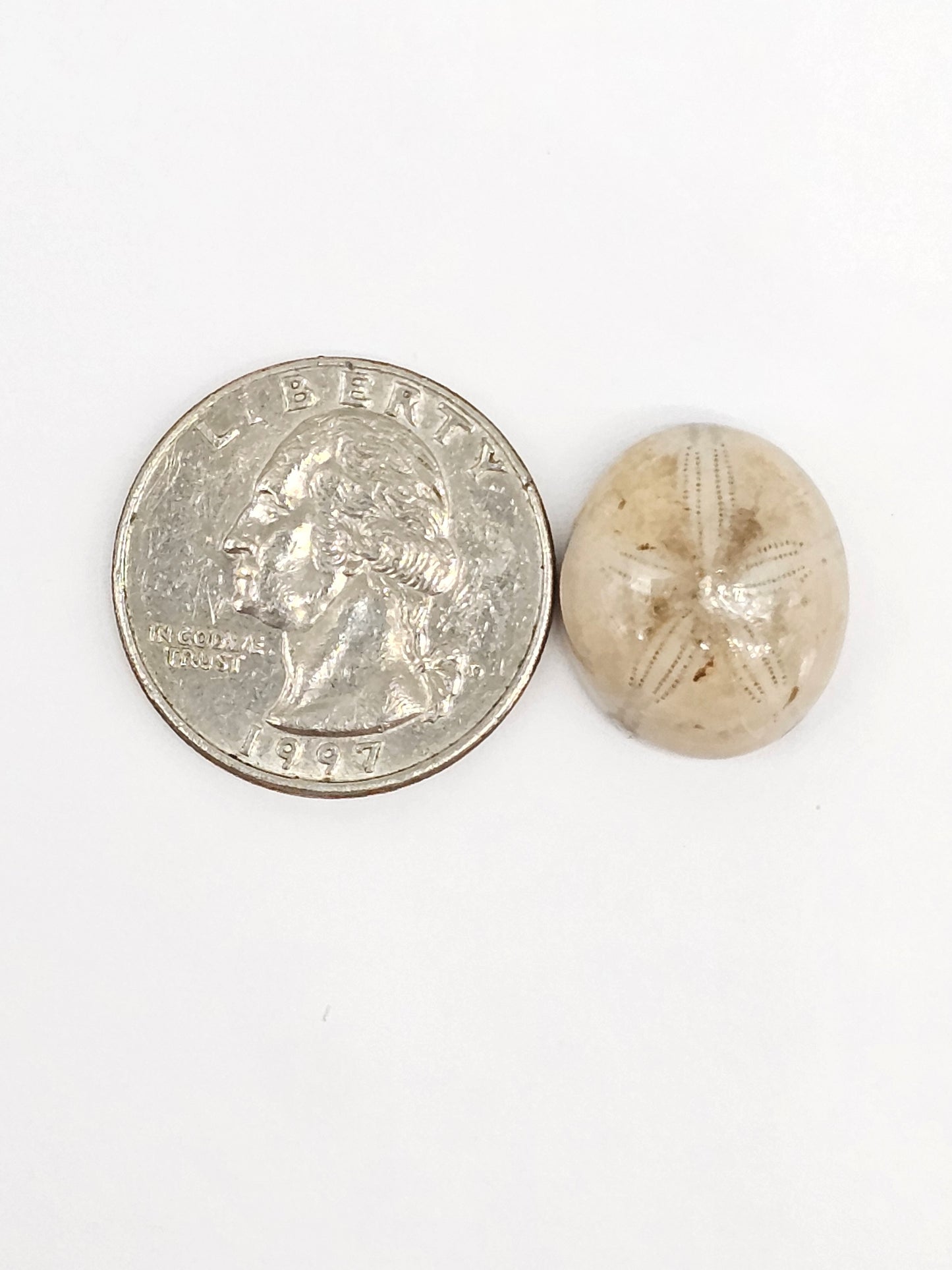 Sand Dollar Fossil - Medium
