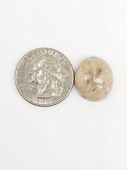Sand Dollar Fossil - Medium