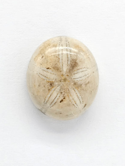 Sand Dollar Fossil - Medium