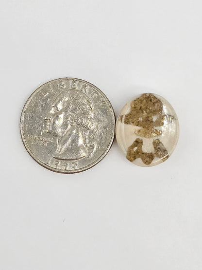 Sand Dollar Fossil - Medium