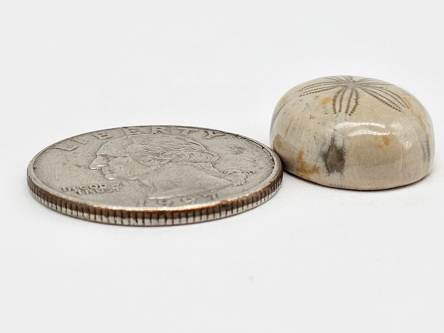 Sand Dollar Fossil - Medium