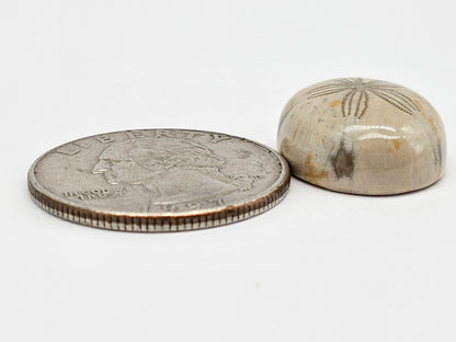 Sand Dollar Fossil - Medium