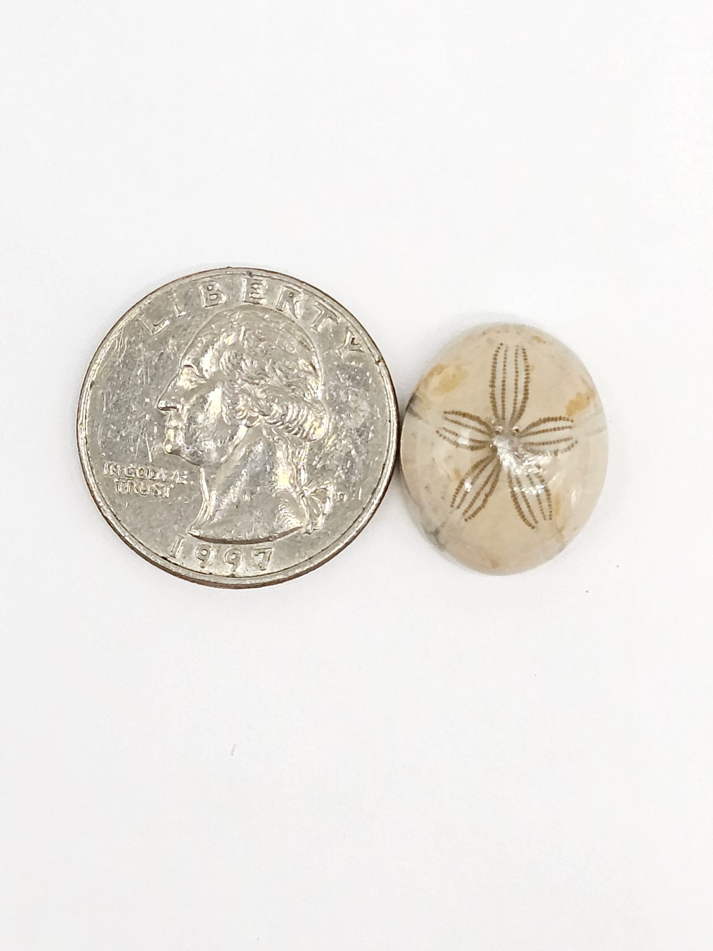 Sand Dollar Fossil - Medium