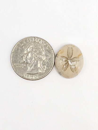Sand Dollar Fossil - Medium