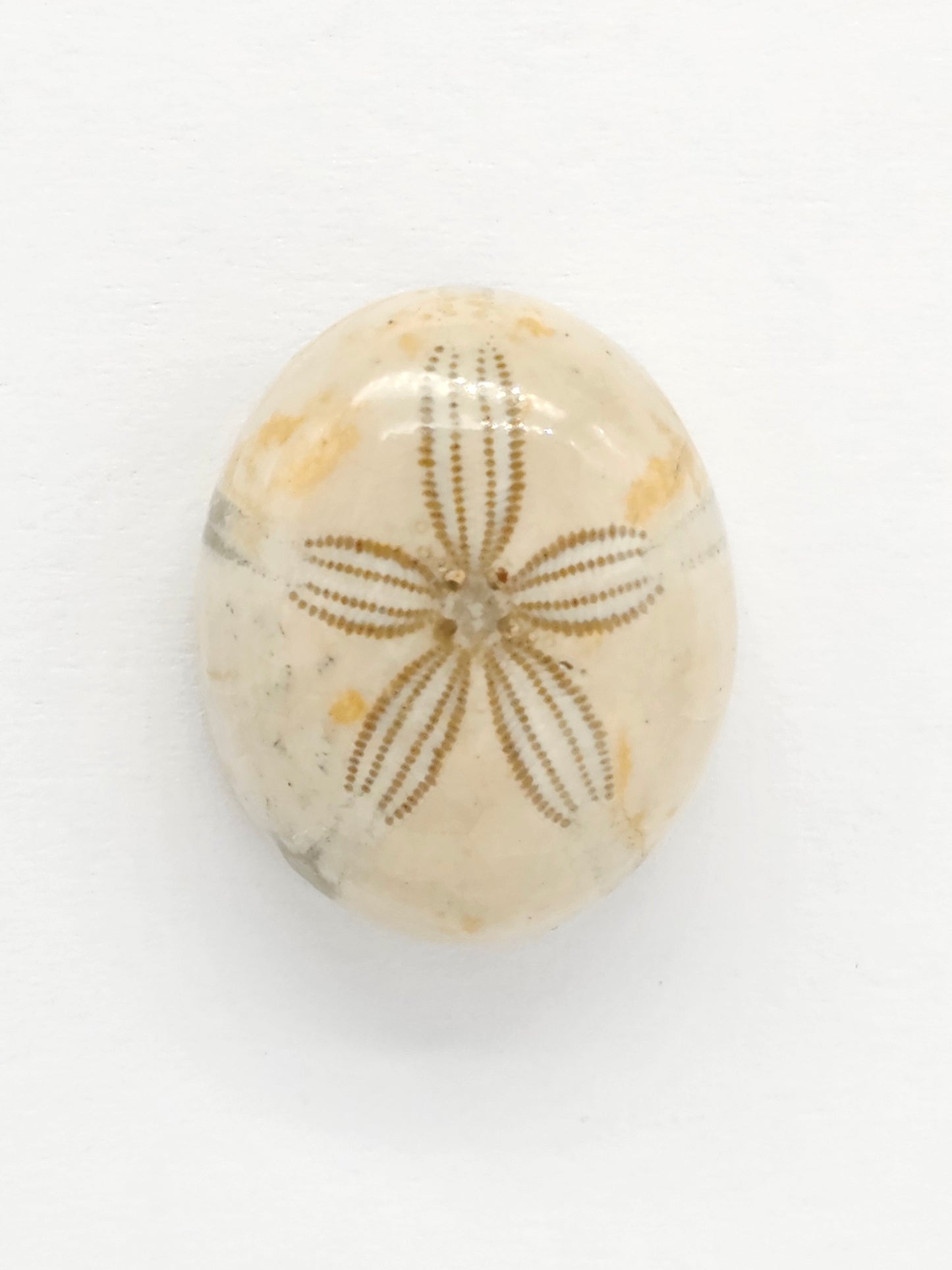 Sand Dollar Fossil - Medium