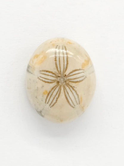 Sand Dollar Fossil - Medium