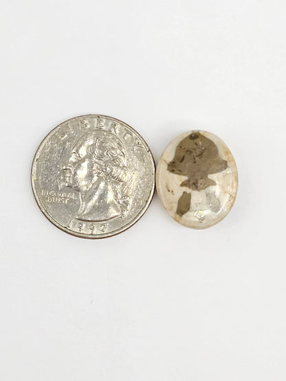 Sand Dollar Fossil - Medium