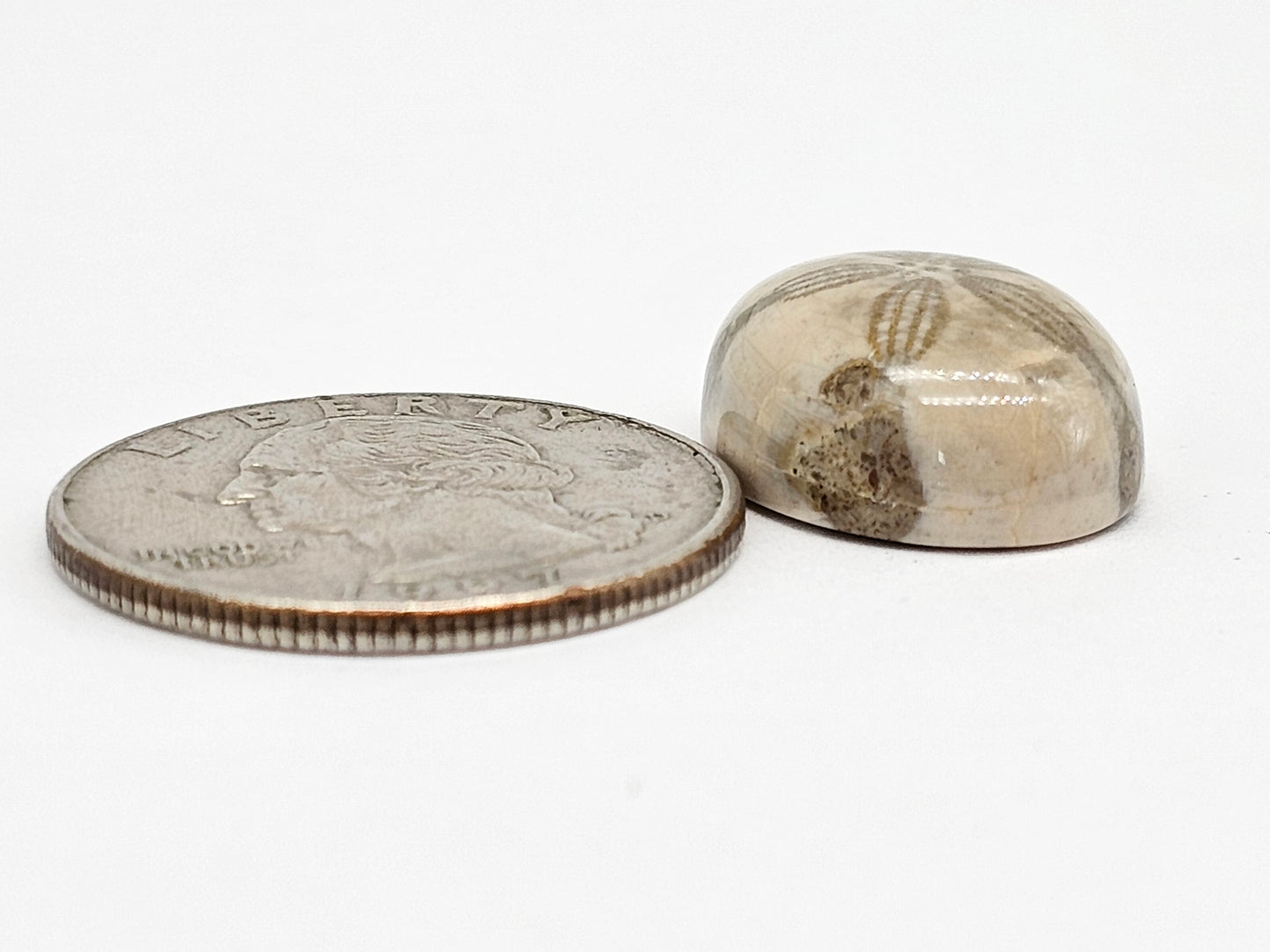 Sand Dollar Fossil - Medium