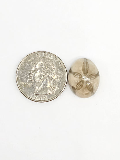 Sand Dollar Fossil - Medium