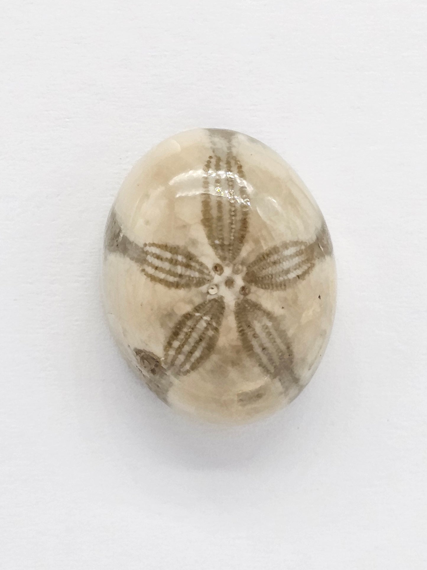 Sand Dollar Fossil - Medium