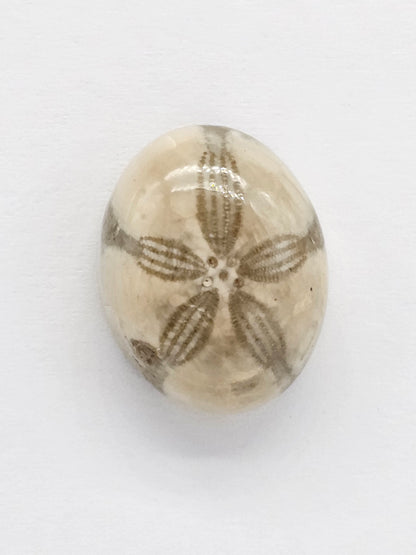 Sand Dollar Fossil - Medium