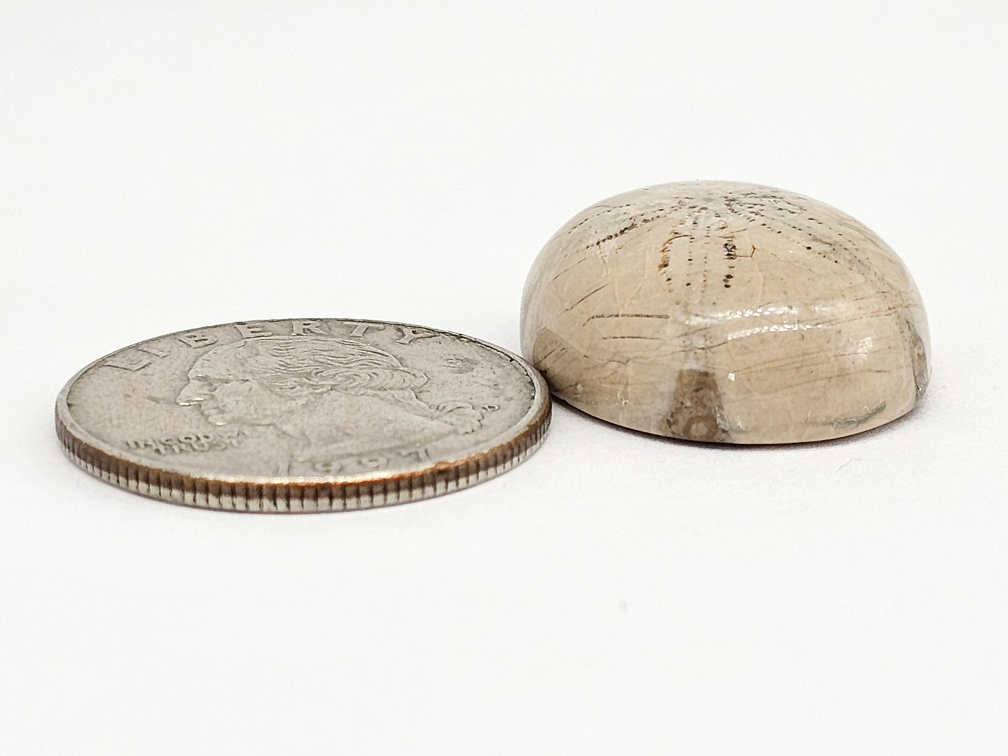 Sand Dollar Fossil - Large