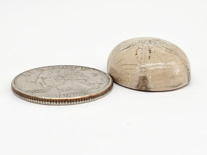 Sand Dollar Fossil - Large