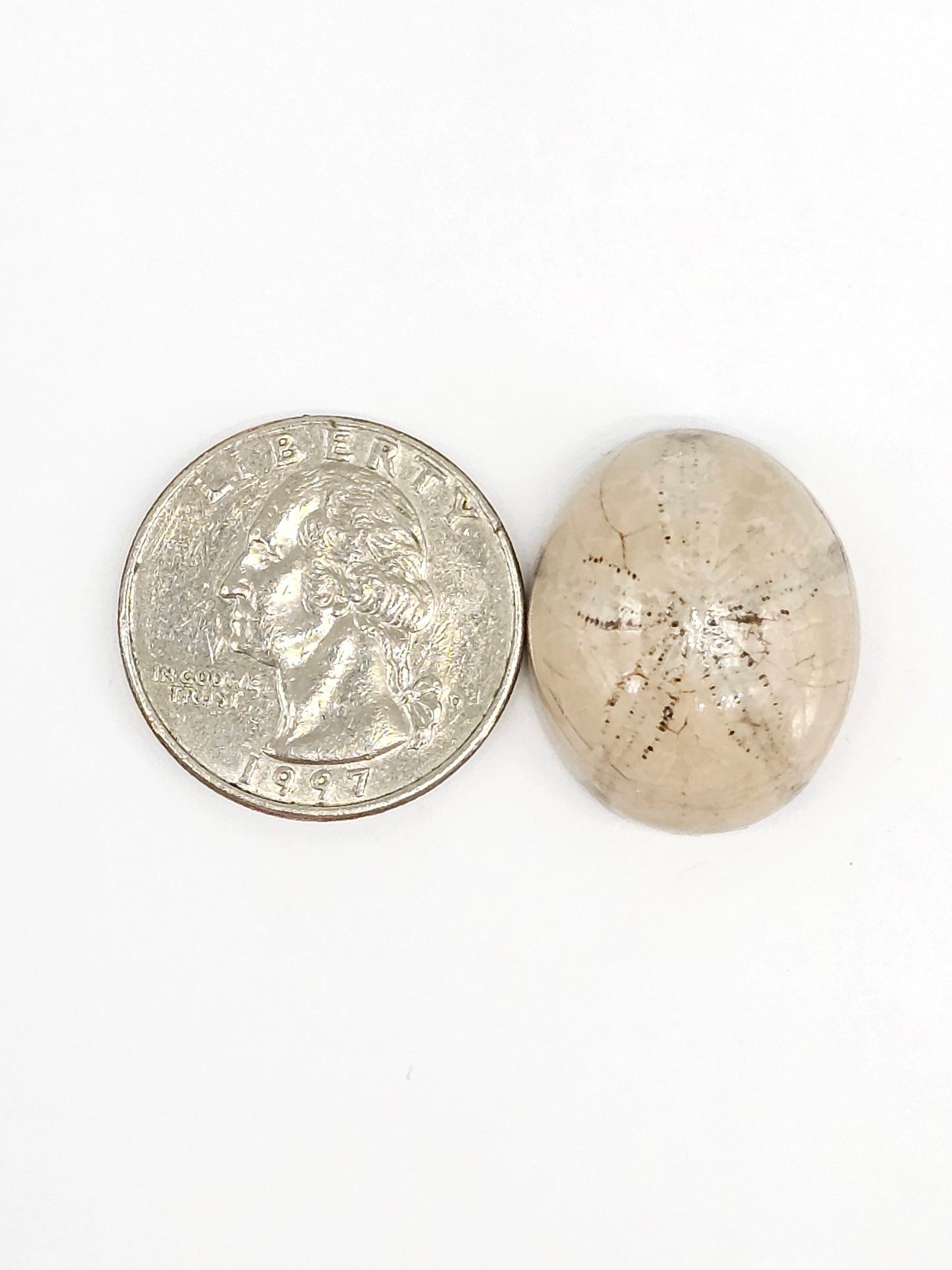 Sand Dollar Fossil - Large