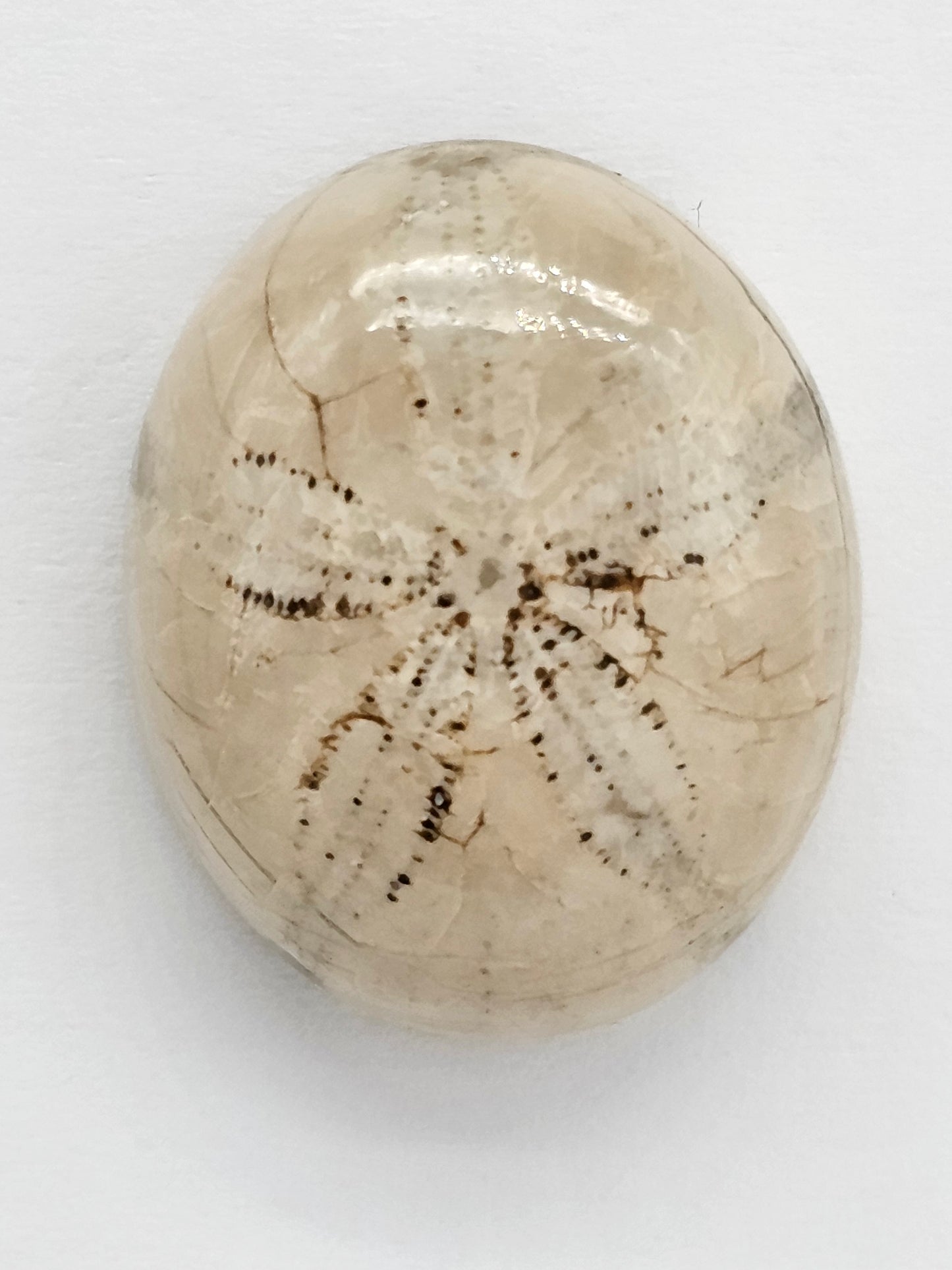 Sand Dollar Fossil - Large