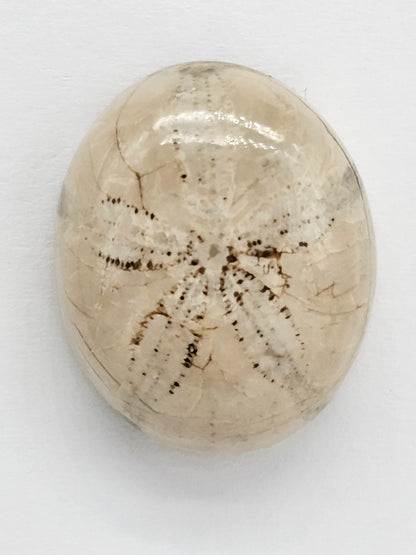 Sand Dollar Fossil - Large