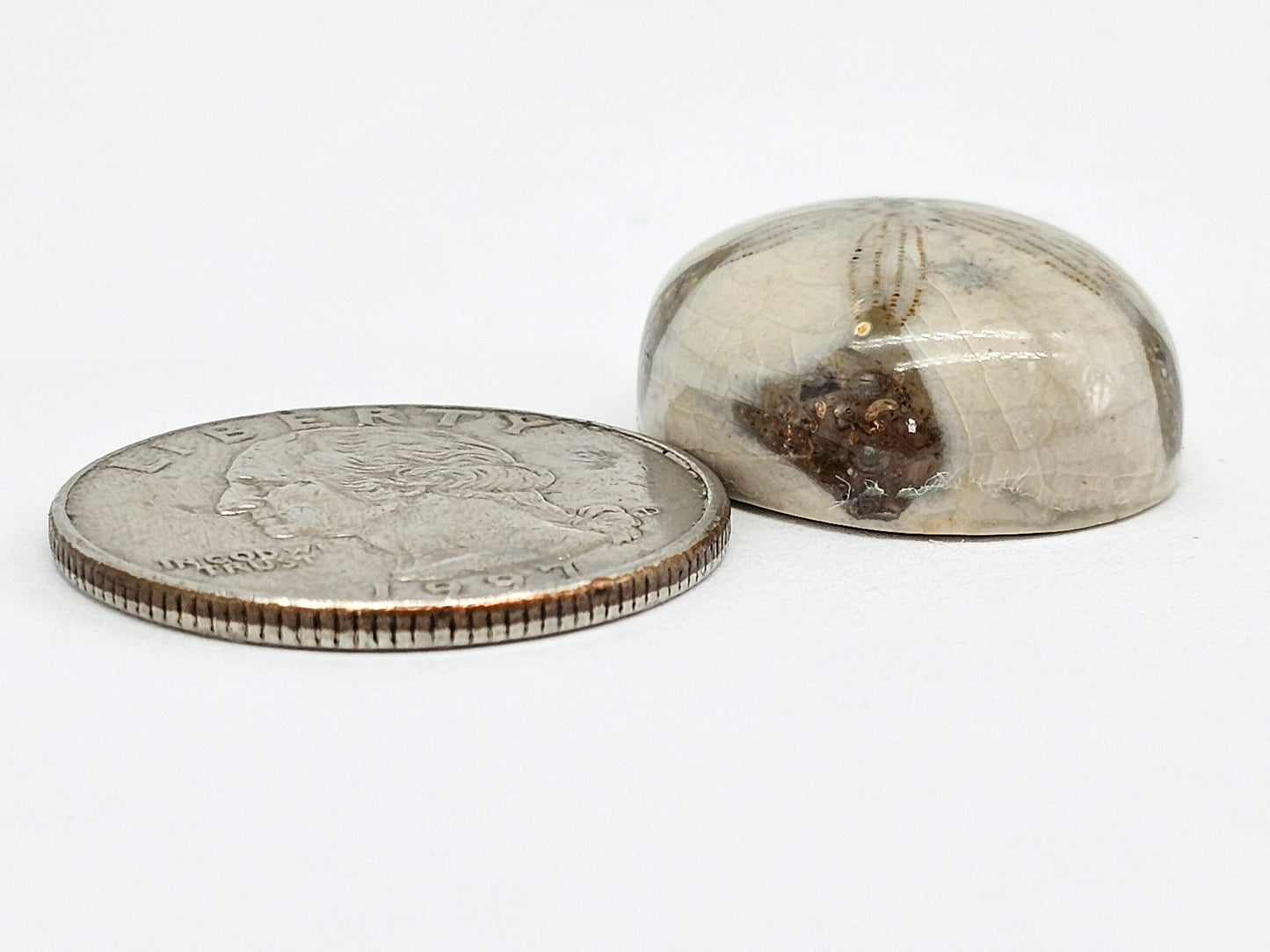 Sand Dollar Fossil - Large