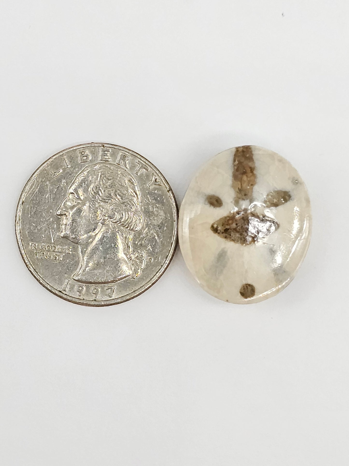 Sand Dollar Fossil - Large