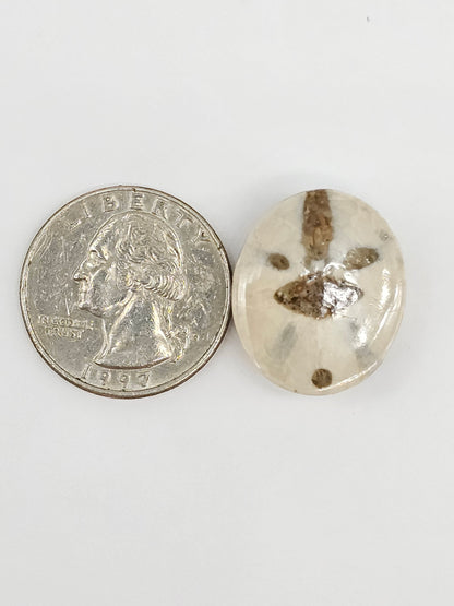Sand Dollar Fossil - Large