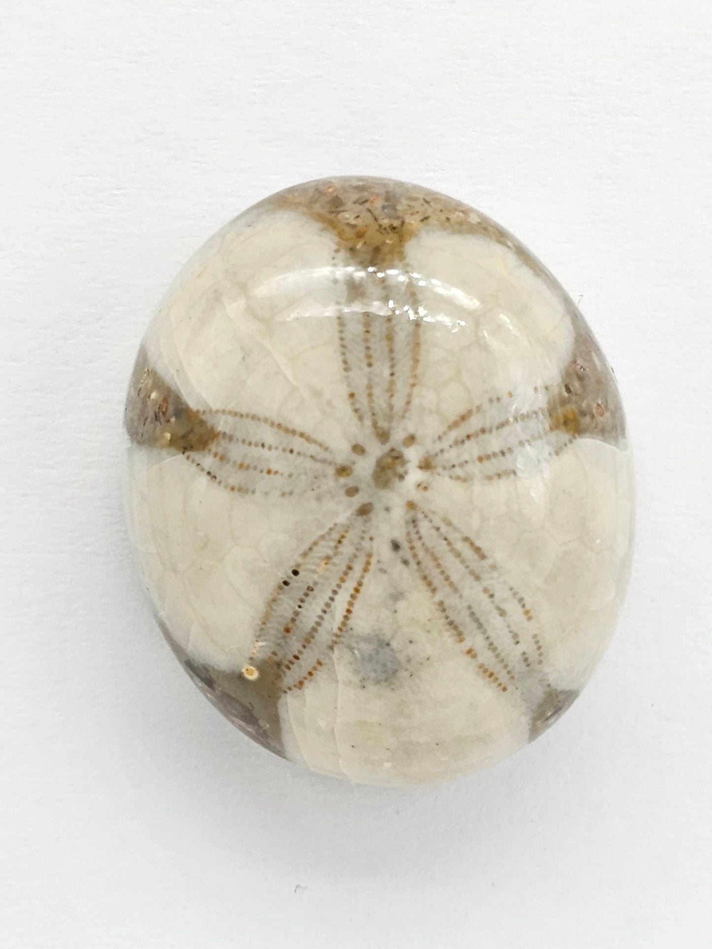 Sand Dollar Fossil - Large