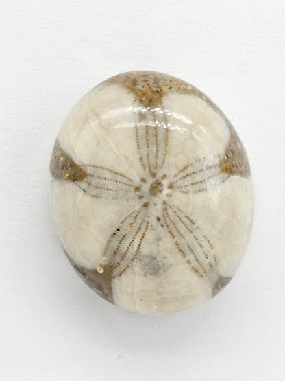 Sand Dollar Fossil - Large