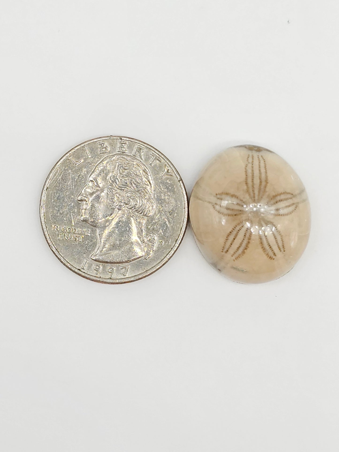 Sand Dollar Fossil - Large