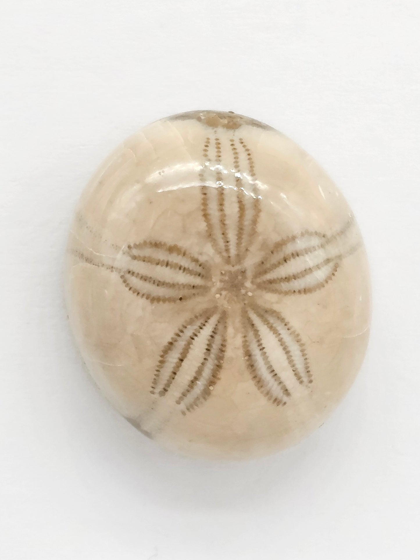 Sand Dollar Fossil - Large
