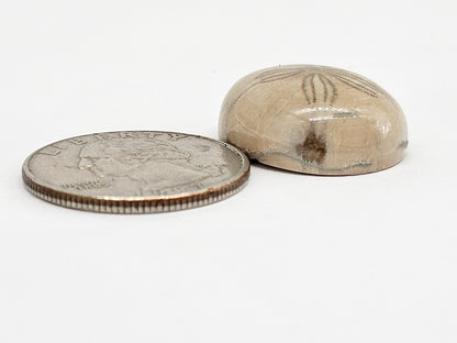 Sand Dollar Fossil - Large