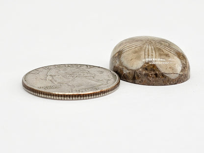 Sand Dollar Fossil - Large