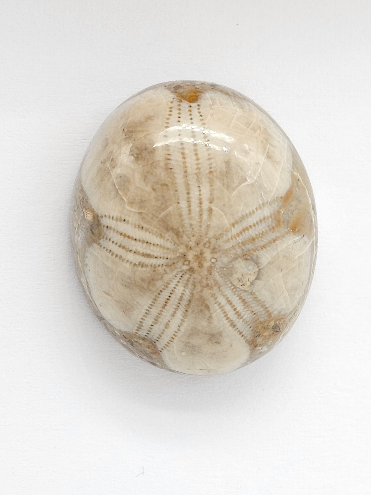 Sand Dollar Fossil - Large