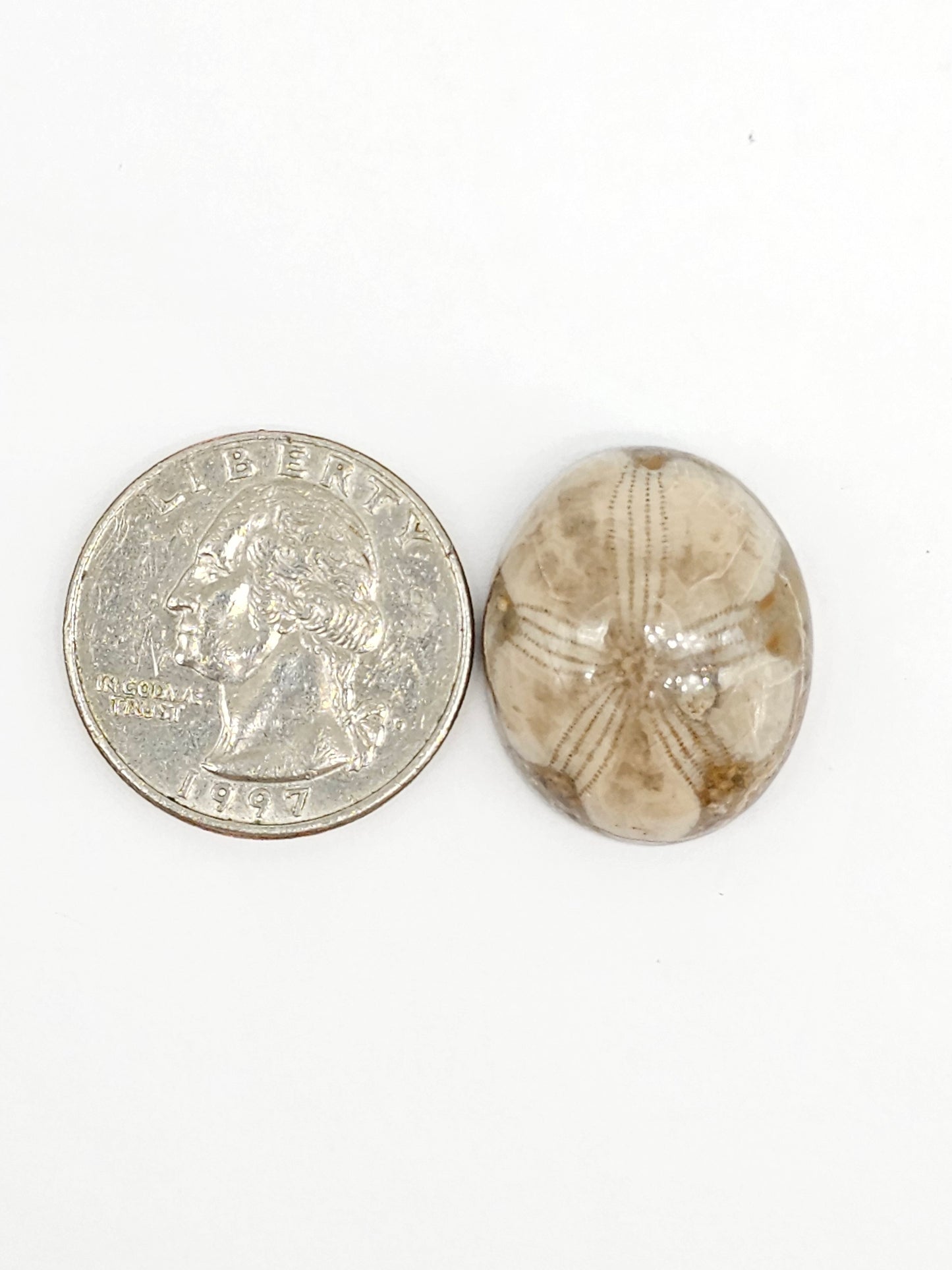 Sand Dollar Fossil - Large