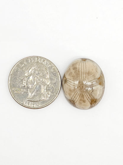 Sand Dollar Fossil - Large