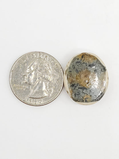 Sand Dollar Fossil - Large