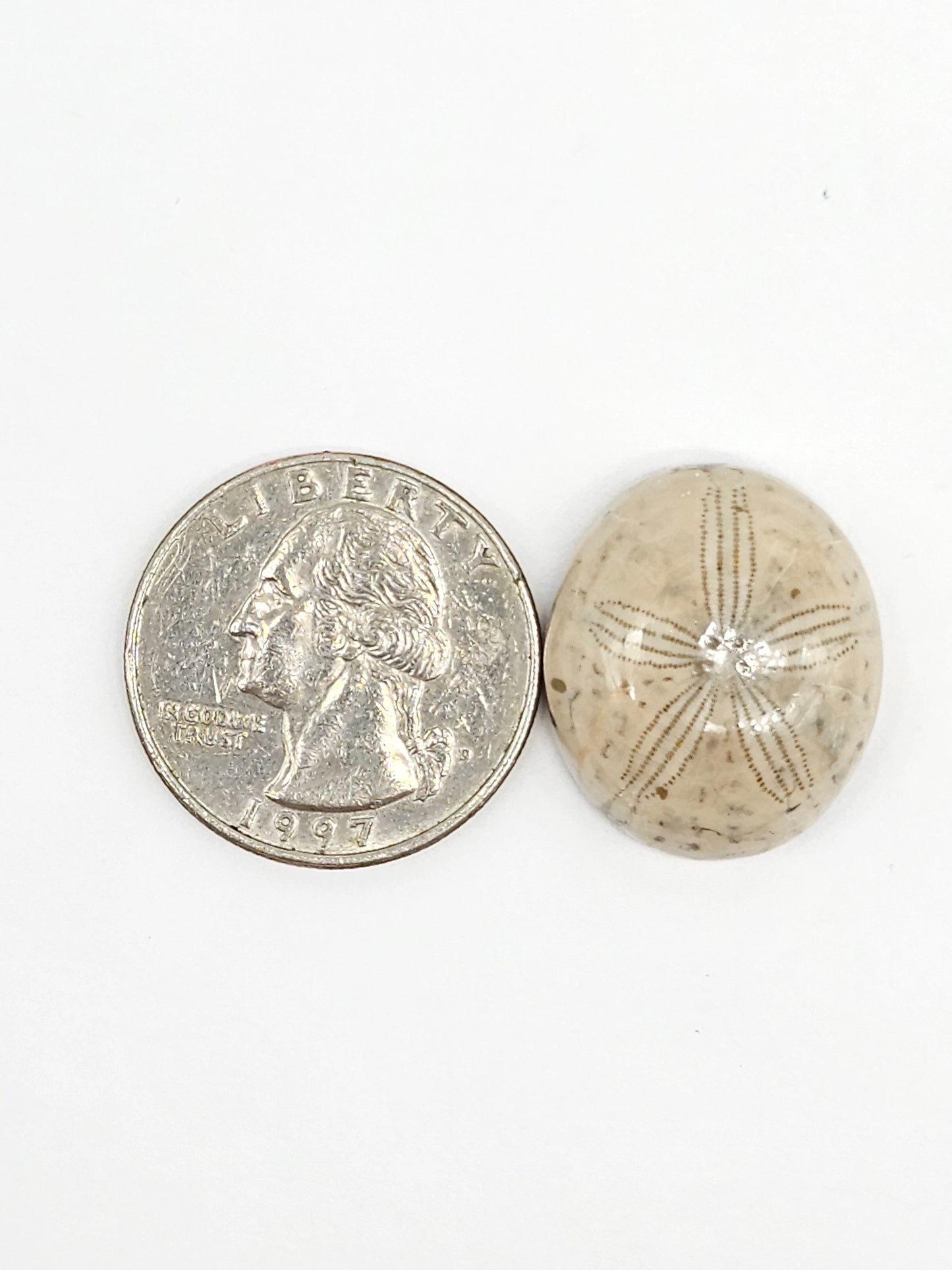 Sand Dollar Fossil - Large