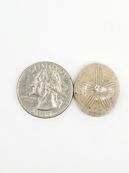 Sand Dollar Fossil - Large