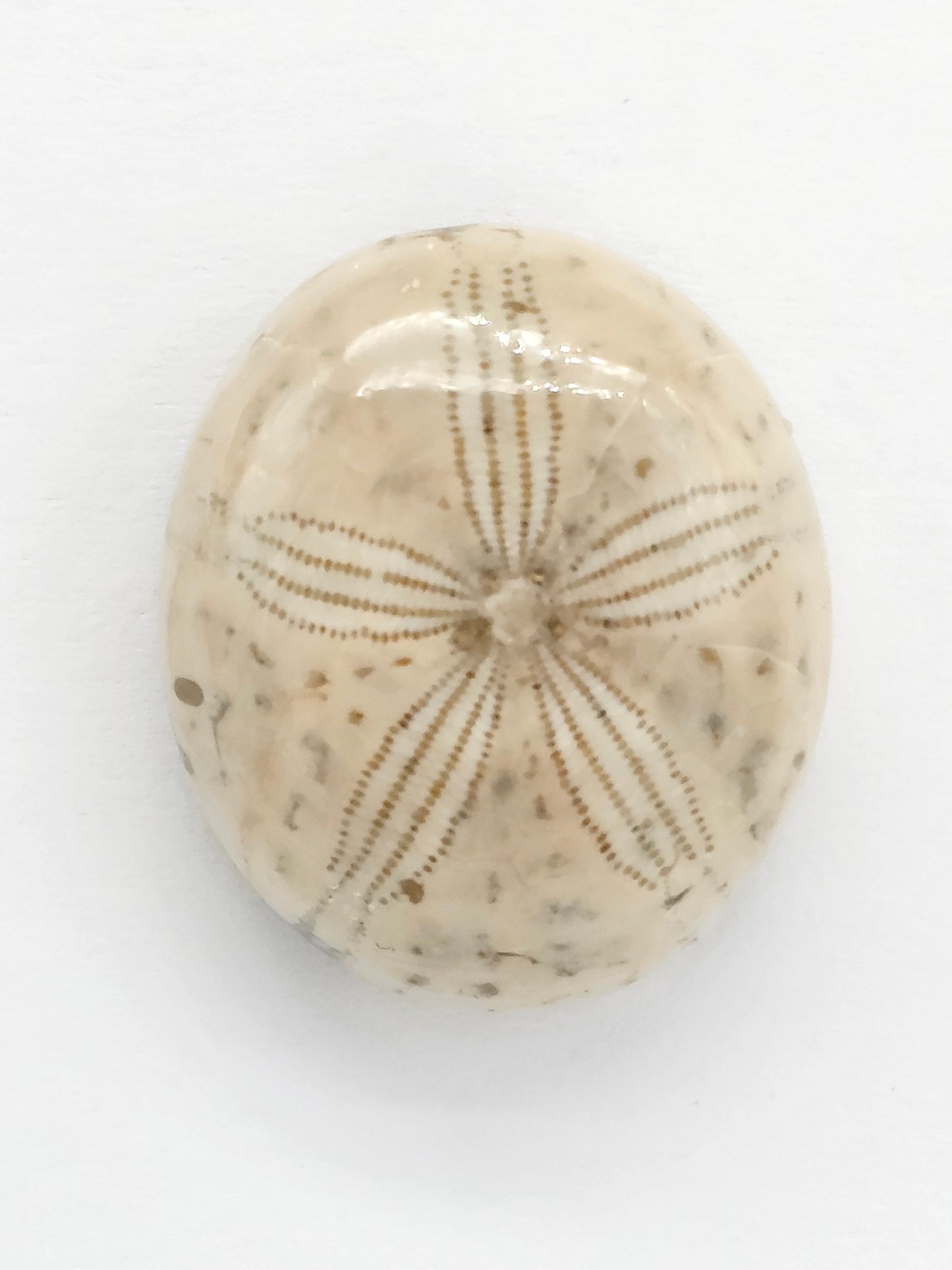 Sand Dollar Fossil - Large