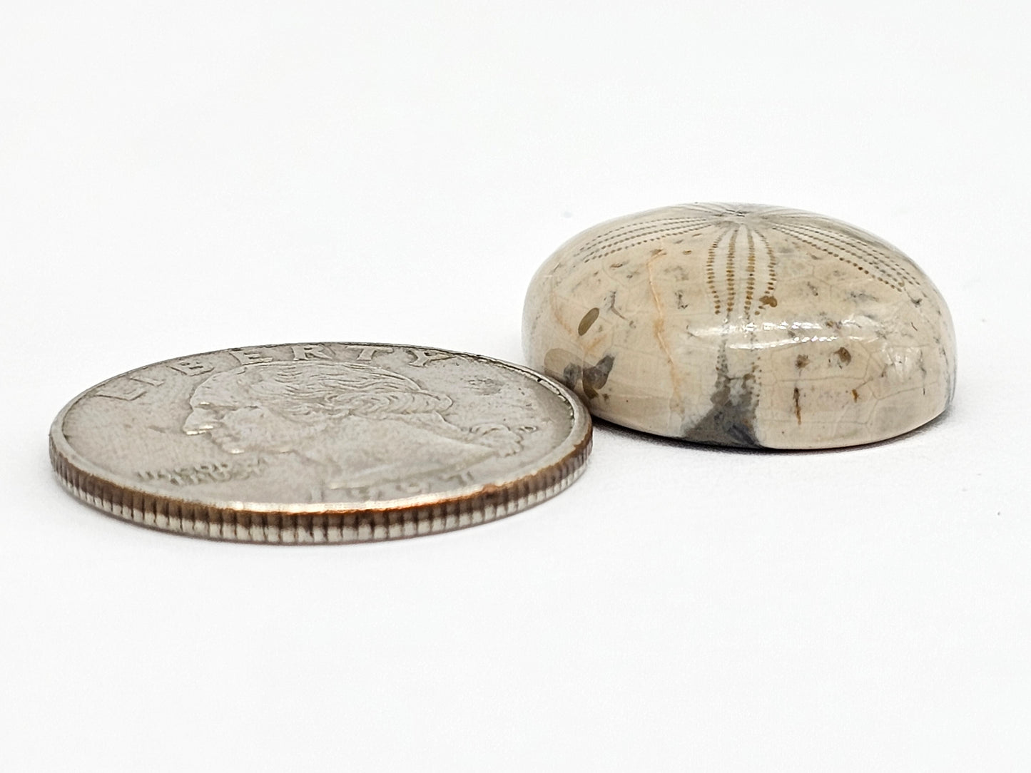 Sand Dollar Fossil - Large